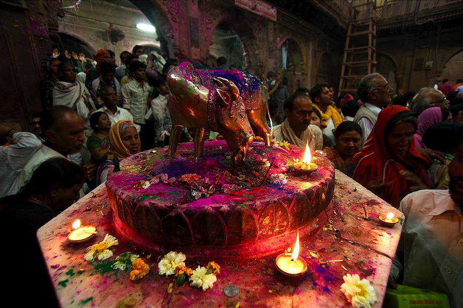 Banke Bihari Mandir - i krówce się dostało (Holi Hai! (Vrindavan))